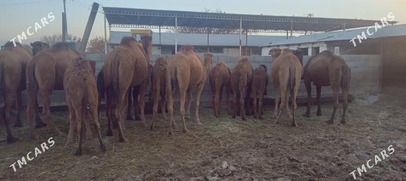 düÿe.ogşgyl - Bäherden - img 2