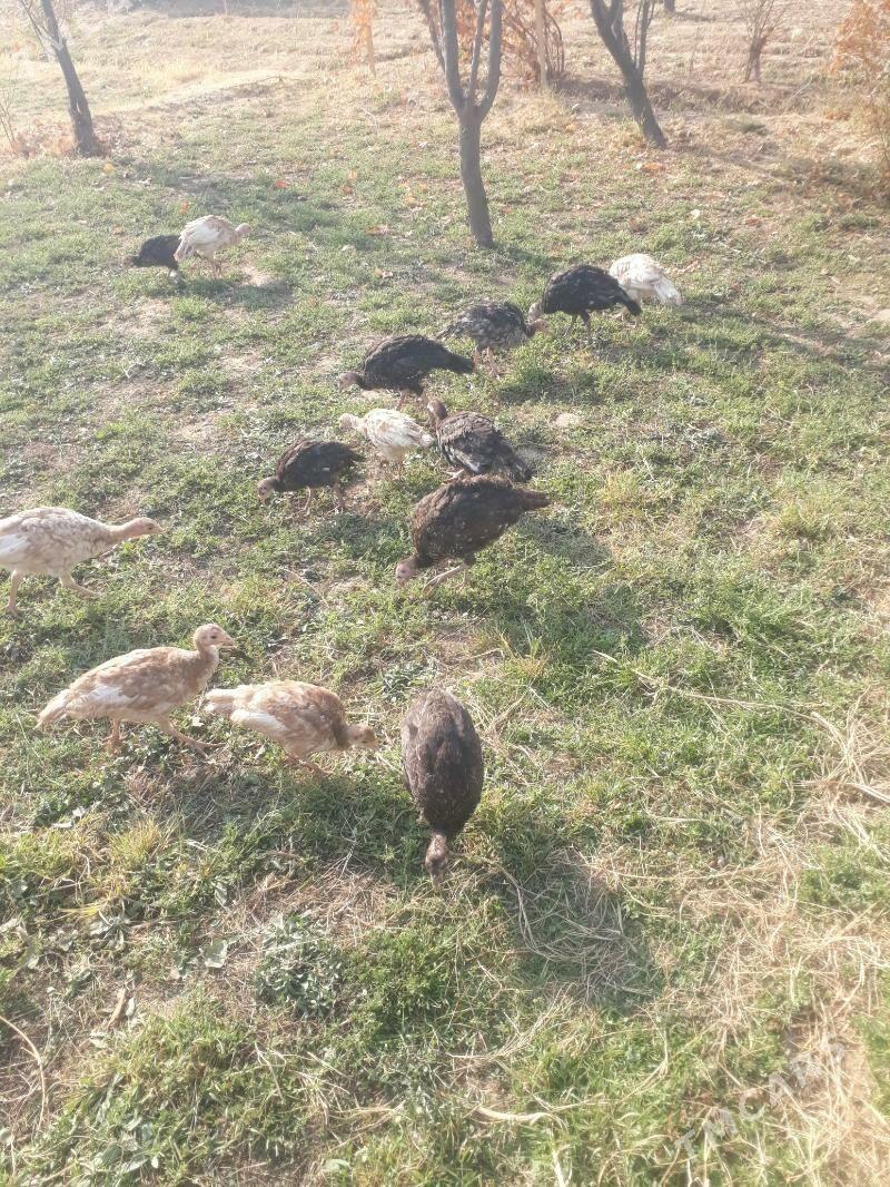 Induk jùyje - Туркменгала - img 3