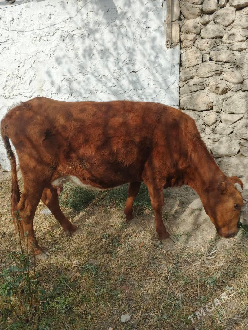 Göleli sygyr - Jebel - img 3