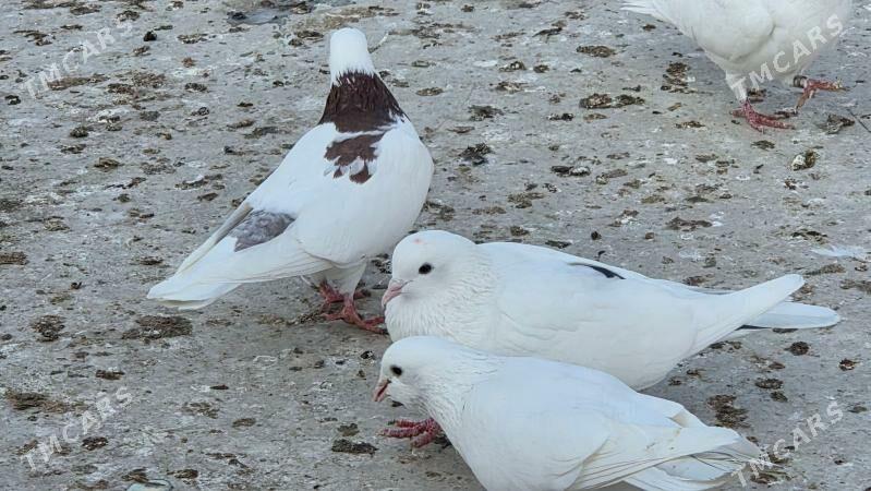 kepderi - Aşgabat - img 2
