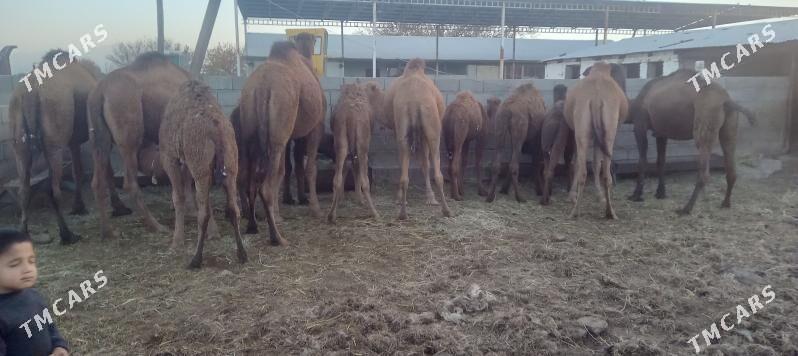 düÿe.ogşgyl - Bäherden - img 1