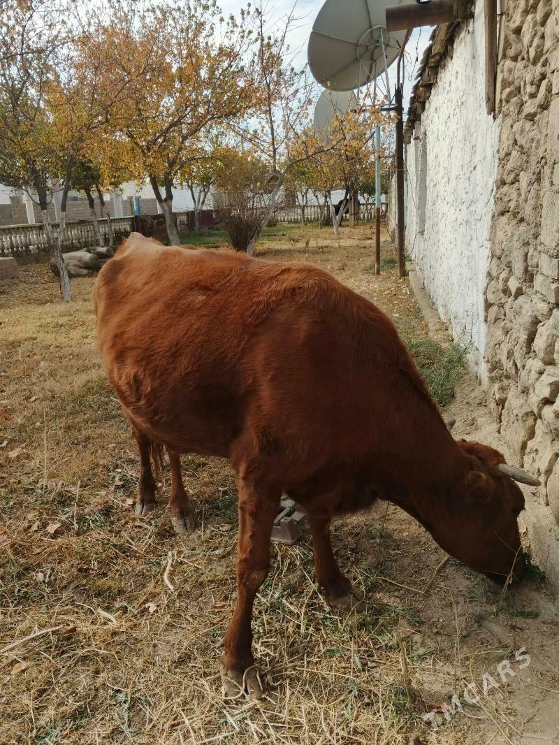 Göleli sygyr - Jebel - img 2