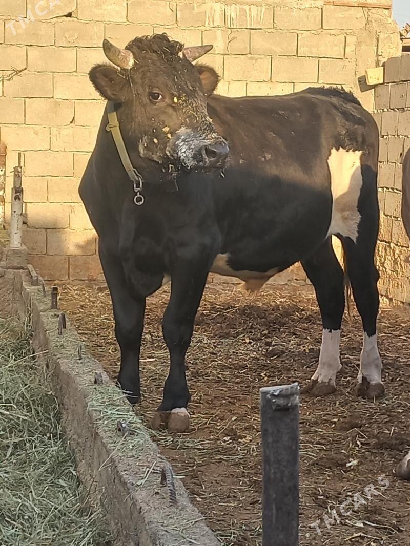 okuz - Бахарден - img 2