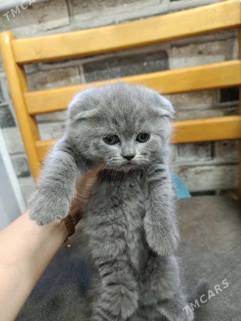 плюшевые котята - Aşgabat - img 3