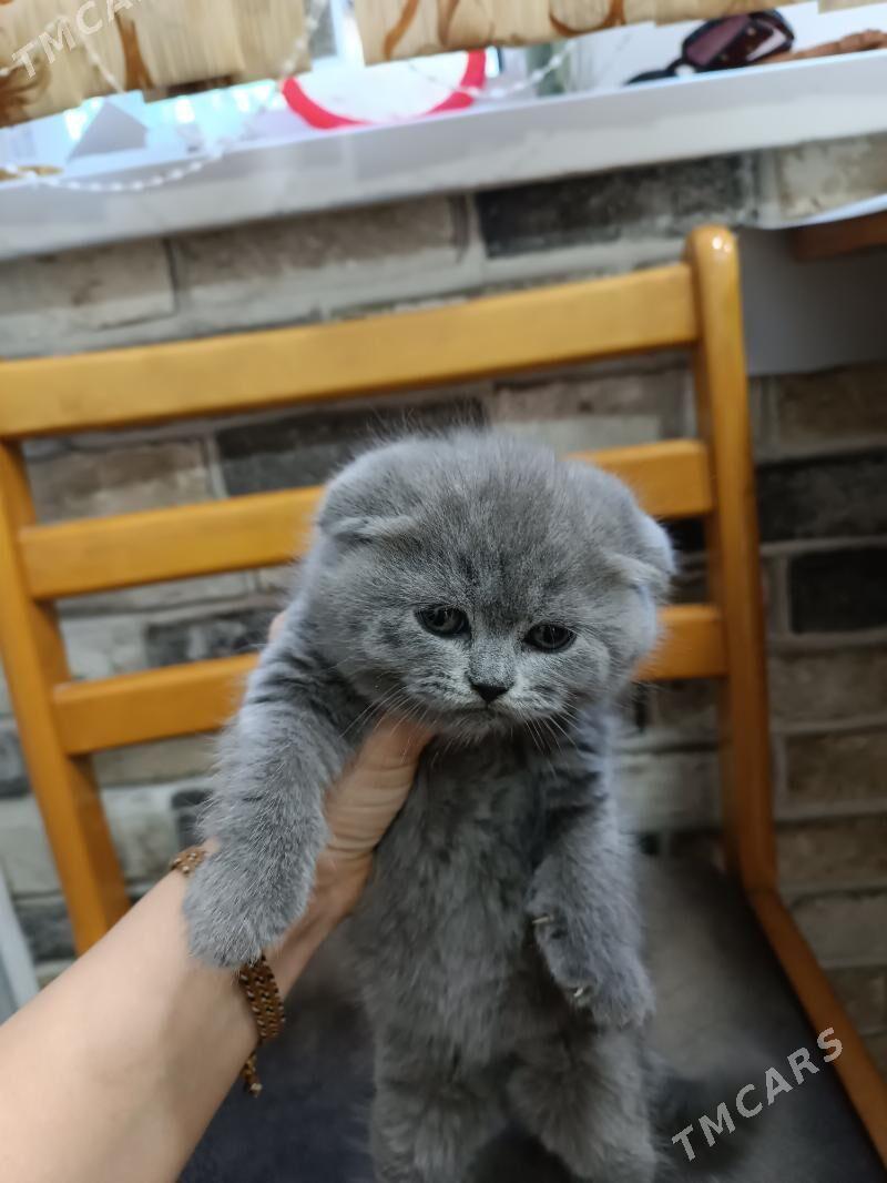 плюшевые котята - Aşgabat - img 2