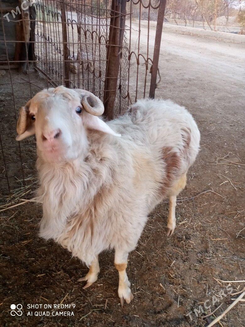 goçlar goyunlar - Türkmenabat - img 1