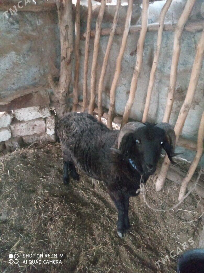 goçlar goyunlar - Türkmenabat - img 6