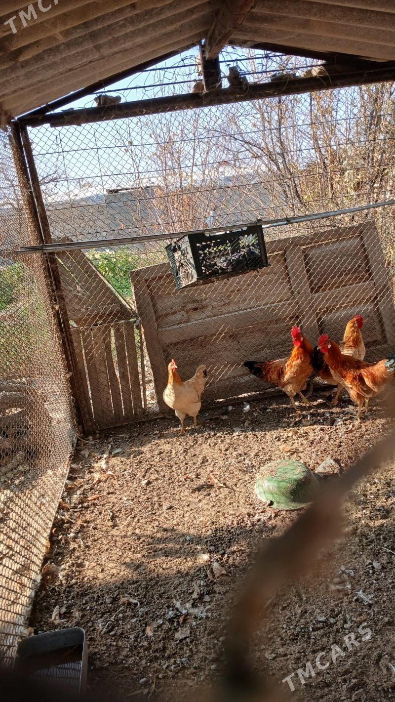 satlyk horaz ýaşajyk - Gökdepe - img 2