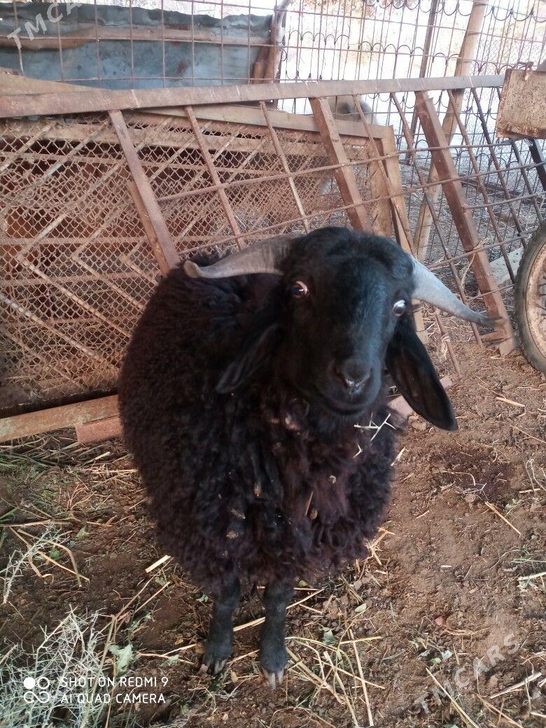 goçlar goyunlar - Türkmenabat - img 10