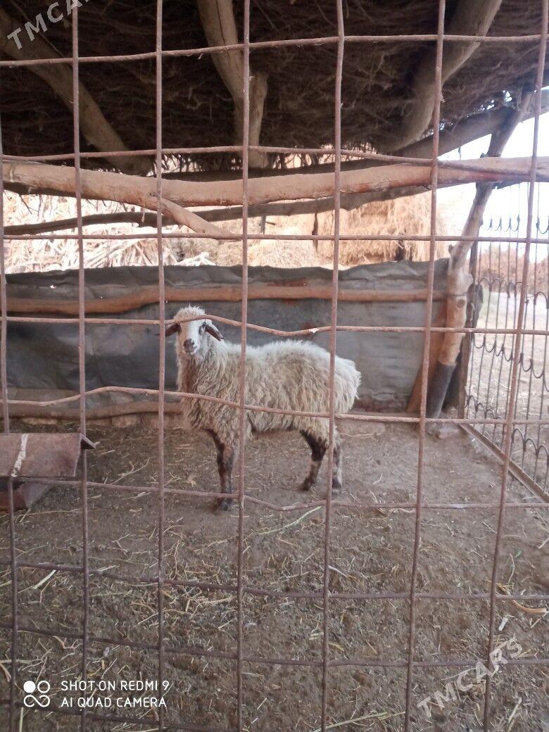 goçlar goyunlar - Türkmenabat - img 3