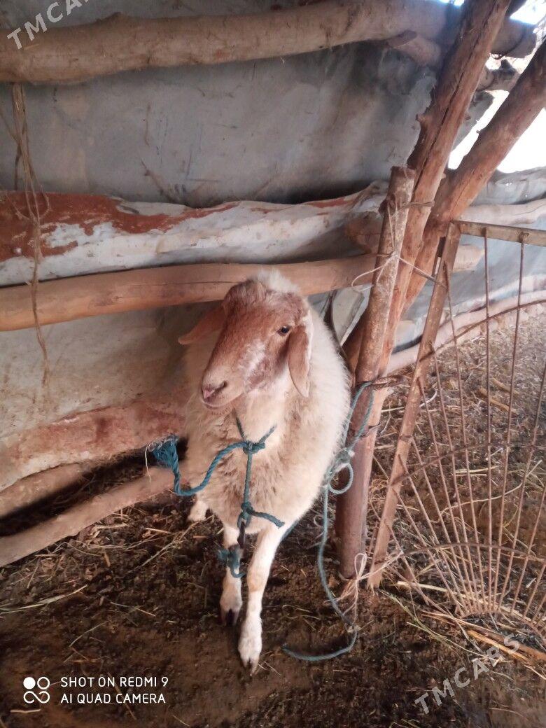 goçlar goyunlar - Türkmenabat - img 2