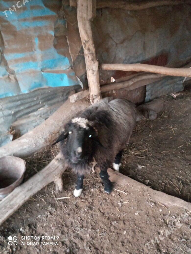 goçlar goyunlar - Türkmenabat - img 9