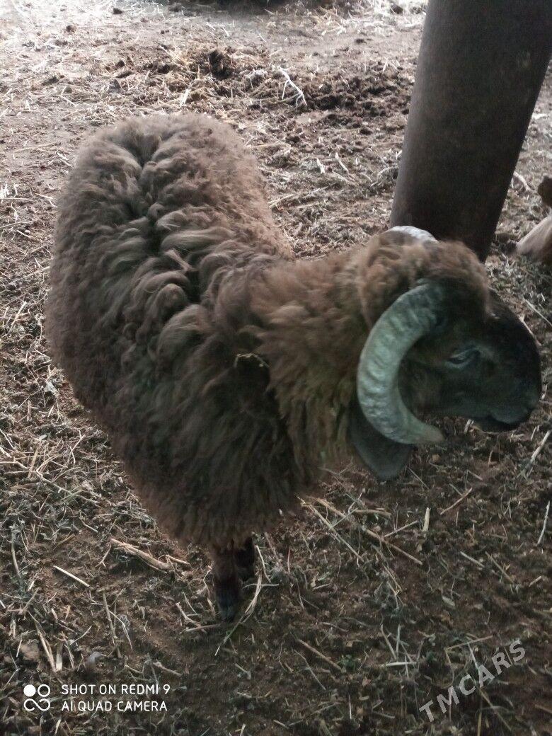 goçlar goyunlar - Türkmenabat - img 5