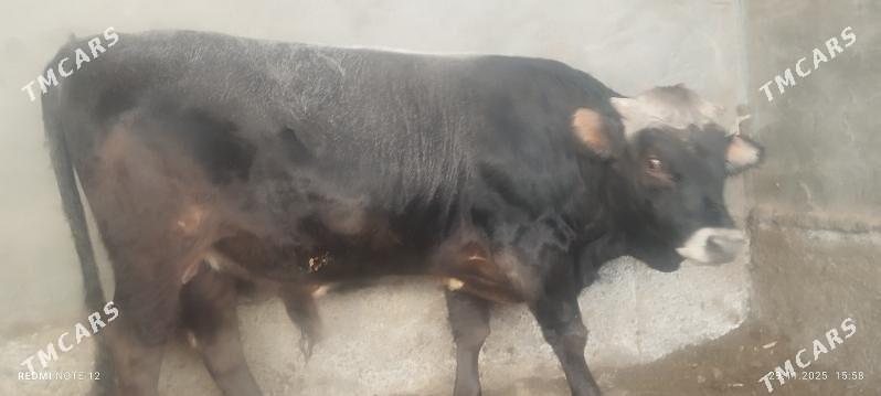 öküz - Ашхабад - img 2