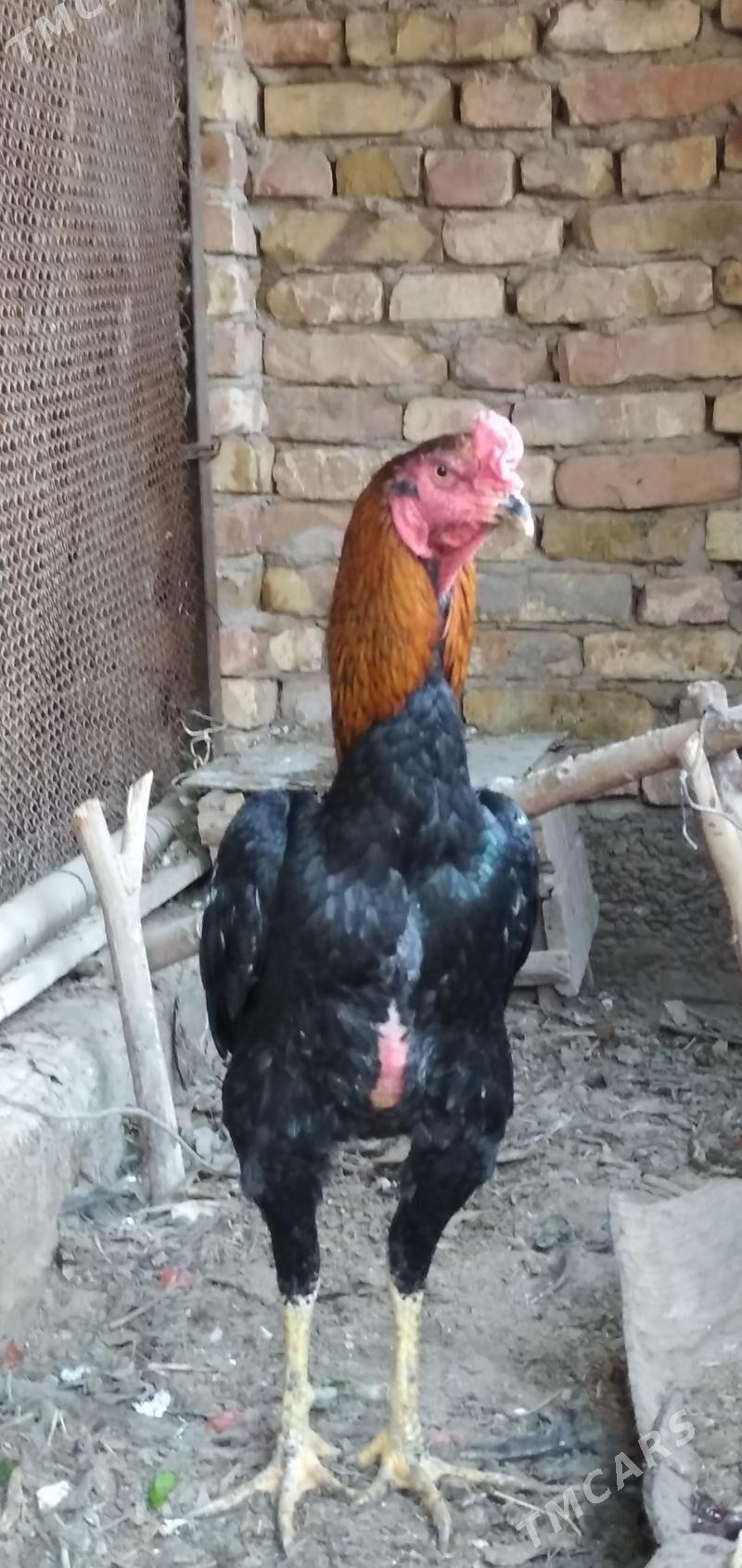 Бойцовый - Türkmenabat - img 3