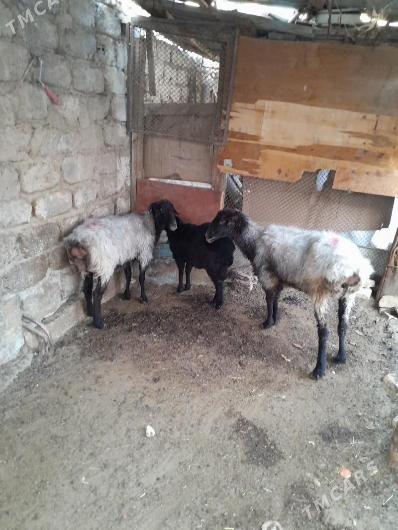 goyun - Hitrowka - img 2