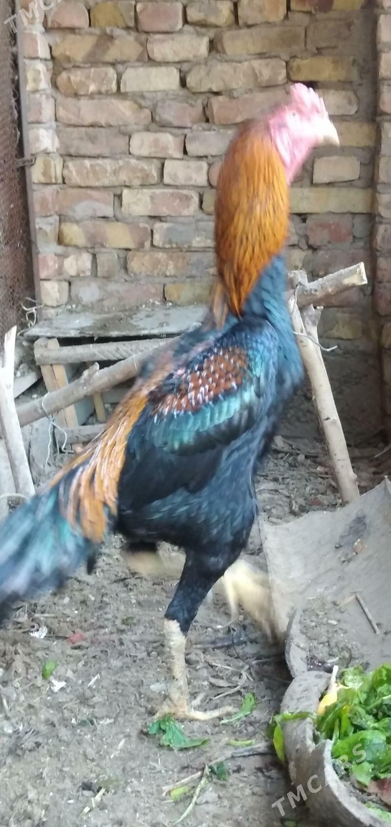 Бойцовый - Türkmenabat - img 2