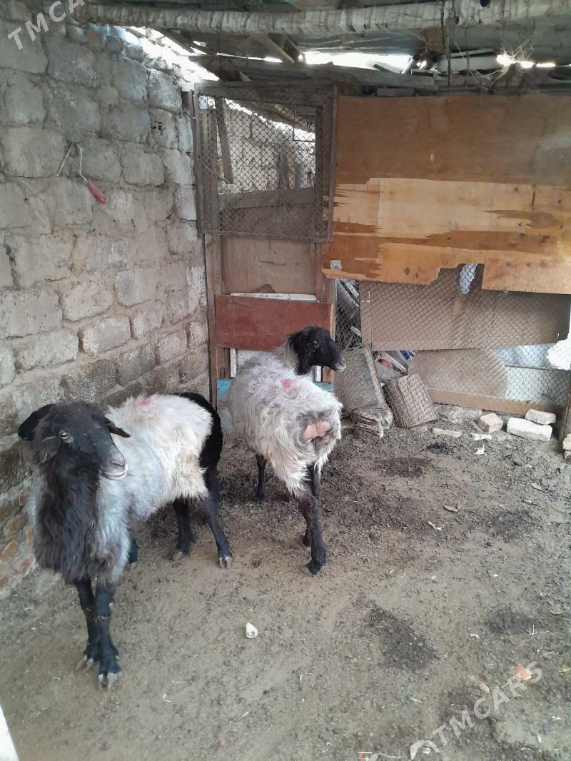 goyun - Hitrowka - img 3