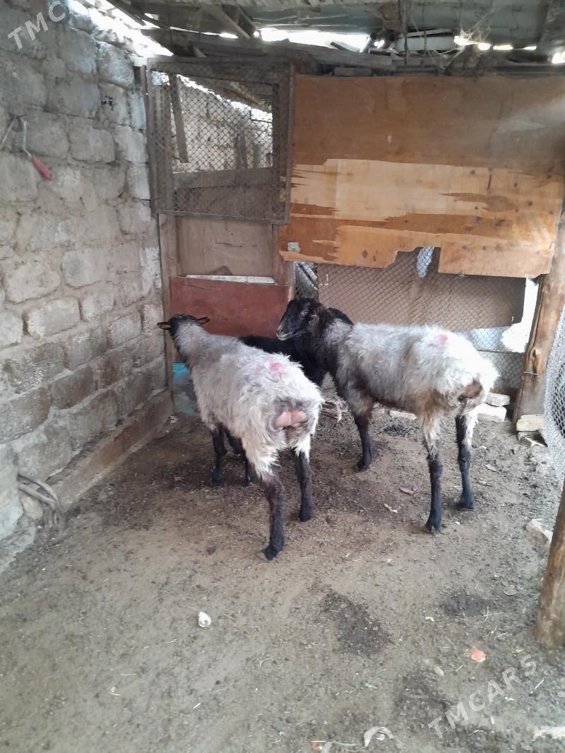 goyun - Hitrowka - img 4