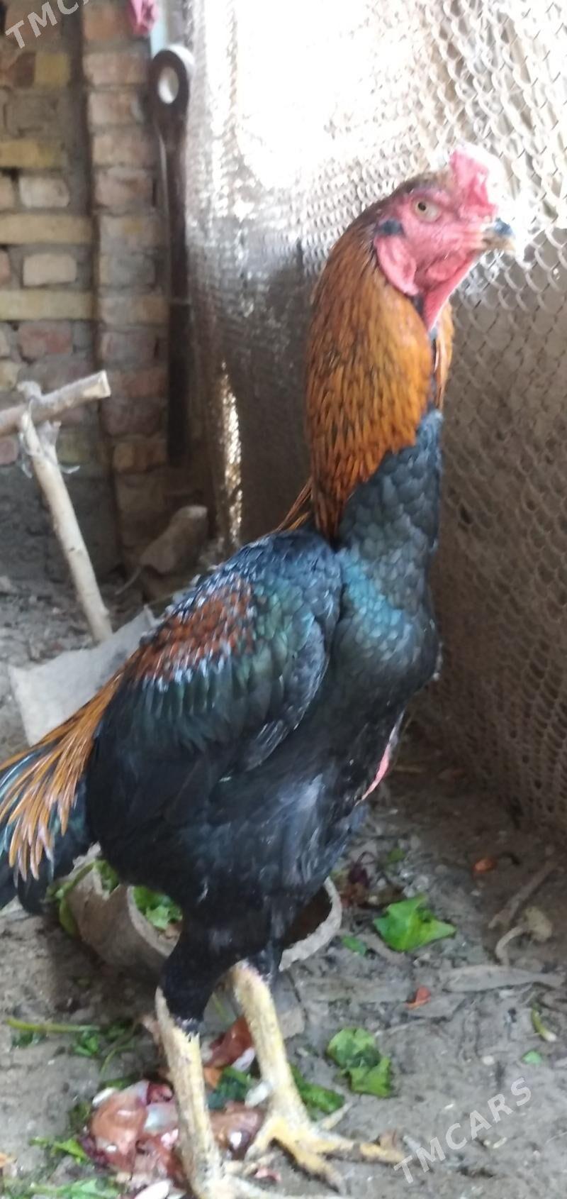 Бойцовый - Türkmenabat - img 4