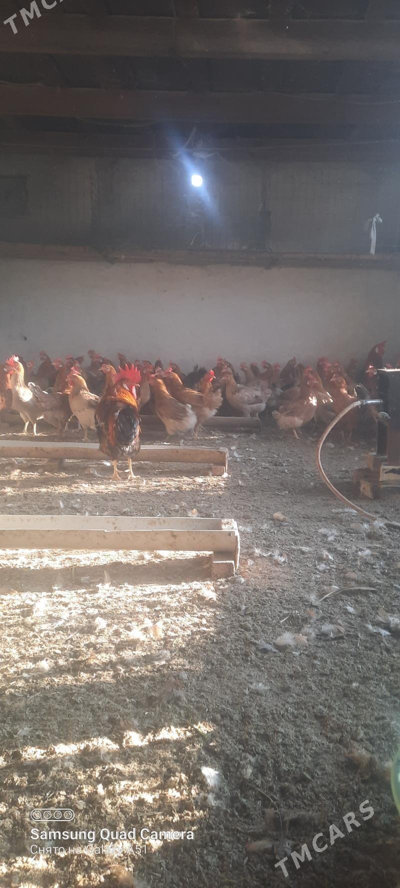 towuk - Tejen - img 3