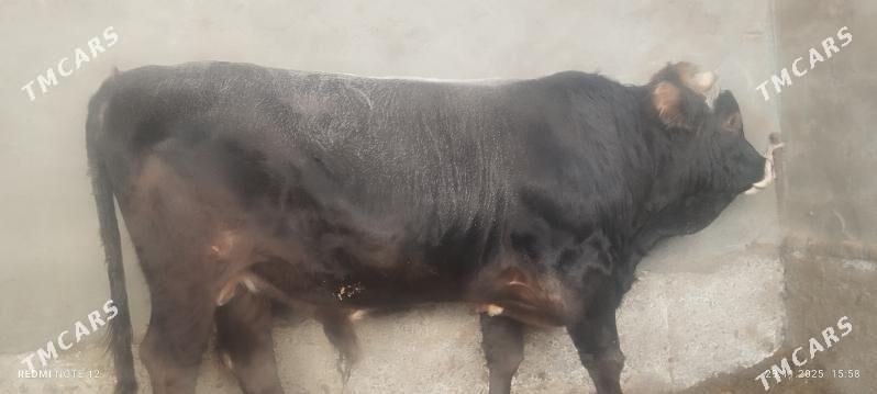 öküz - Ашхабад - img 3