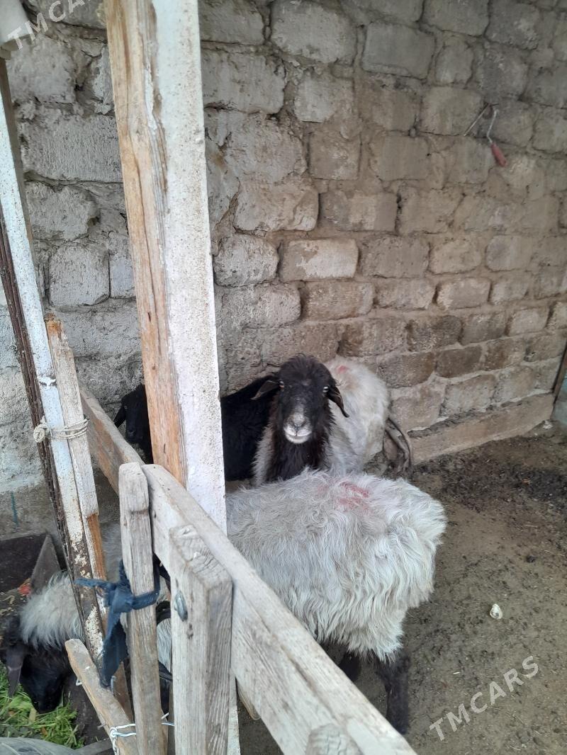 goyun - Hitrowka - img 1