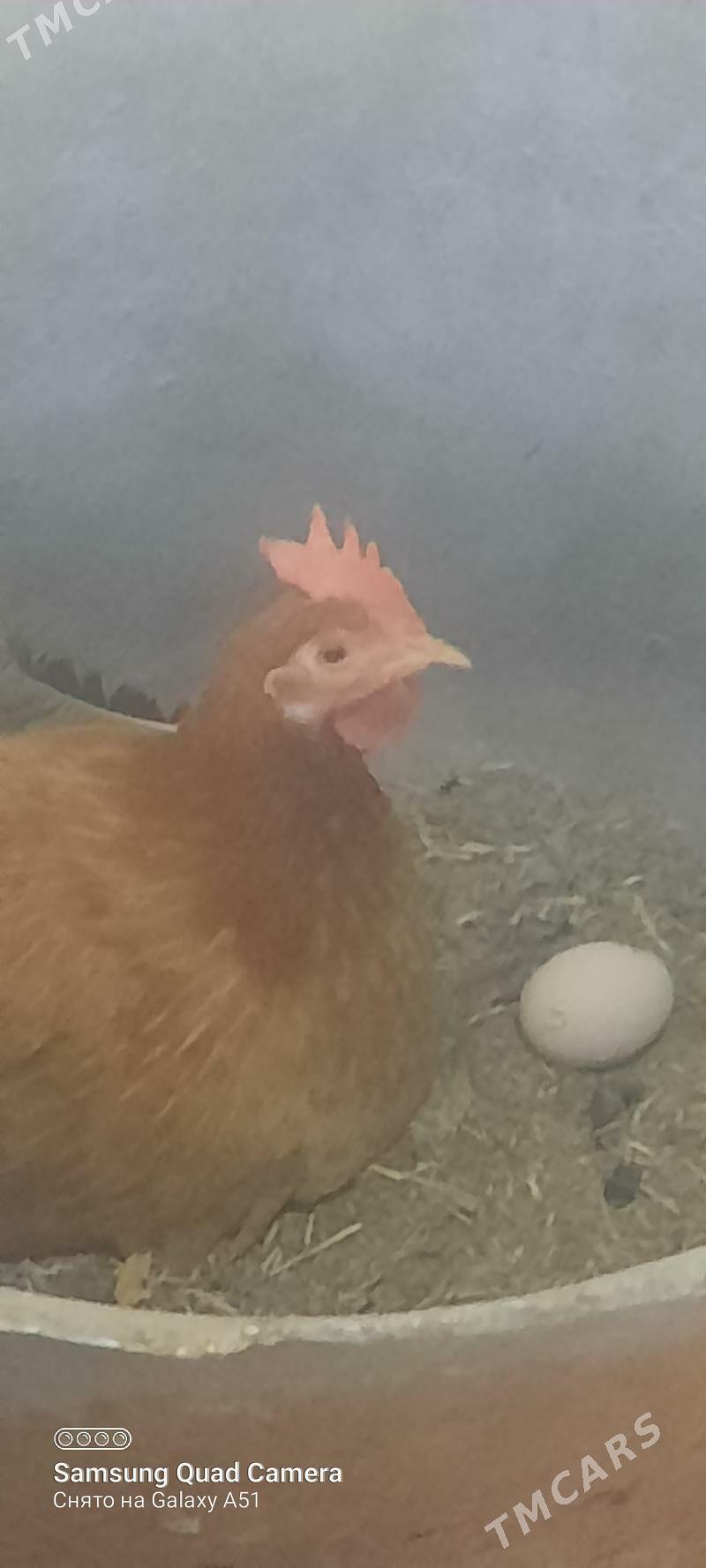 towuk - Tejen - img 6