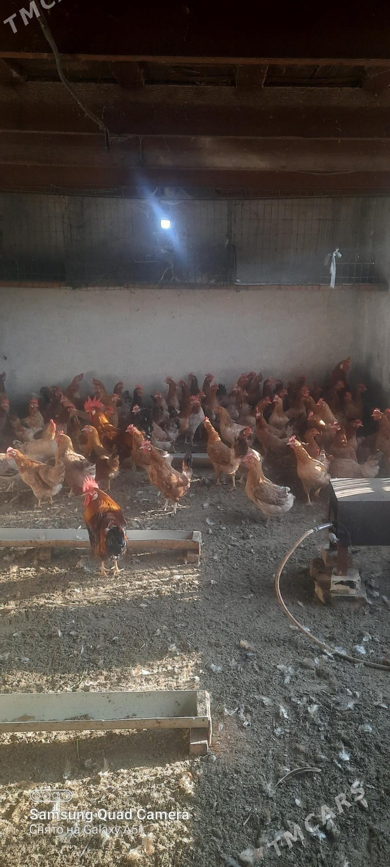 towuk - Tejen - img 7