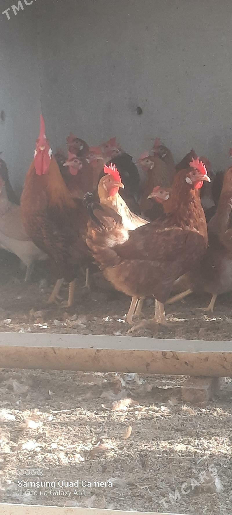 towuk - Tejen - img 4