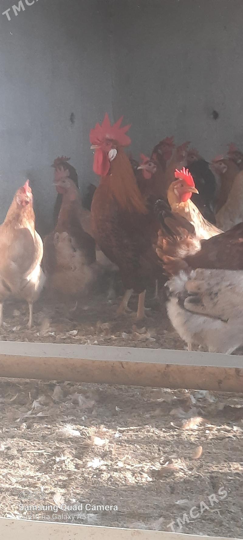 towuk - Tejen - img 2