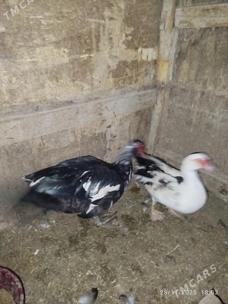 indawutga ordek - Wekilbazar - img 2