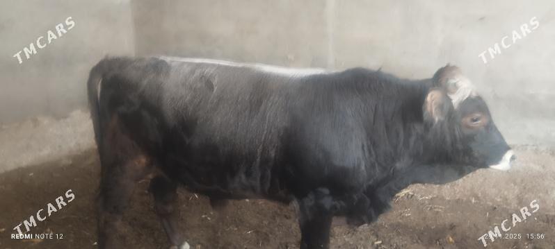 öküz - Ашхабад - img 4