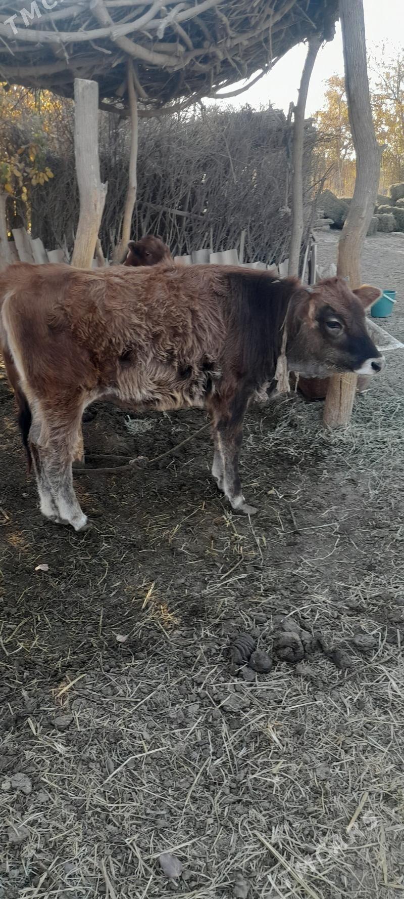 mal - Babadaýhan - img 1