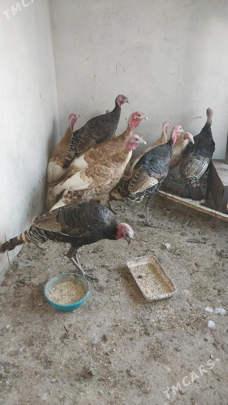 INDUK - Tejen - img 3