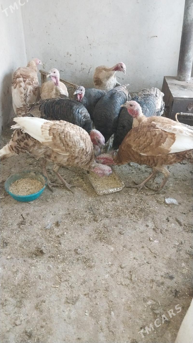 INDUK - Tejen - img 7