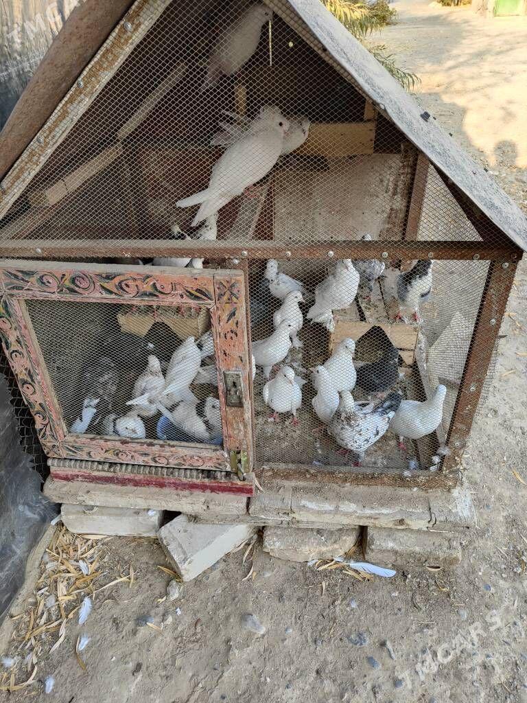 kepderi - Ашхабад - img 2