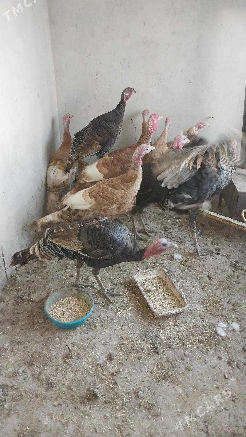 INDUK - Tejen - img 4