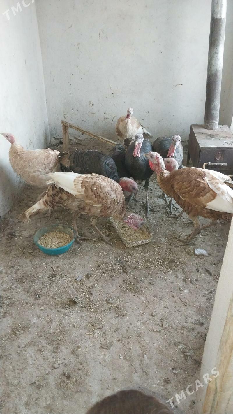 INDUK - Tejen - img 10