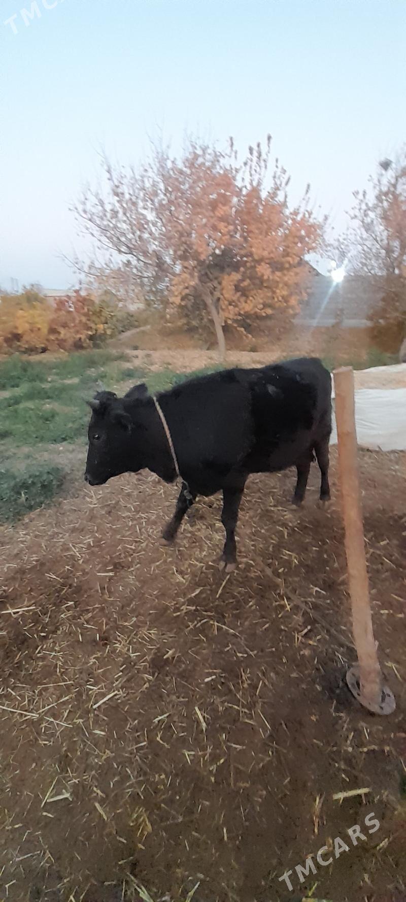 mal - Babadaýhan - img 3