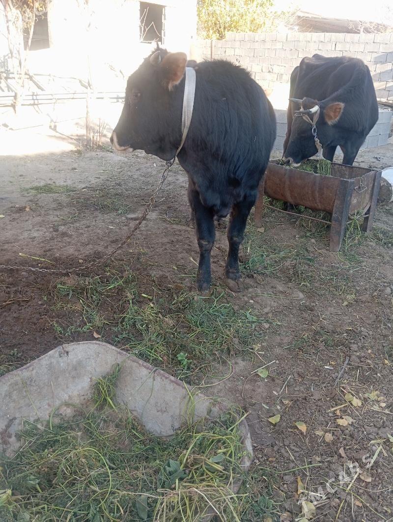 öküz - Кипджак - img 2