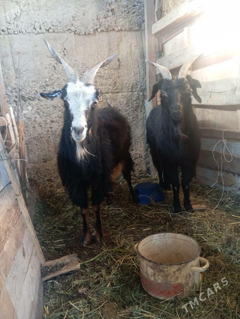 geçi - Gypjak - img 2