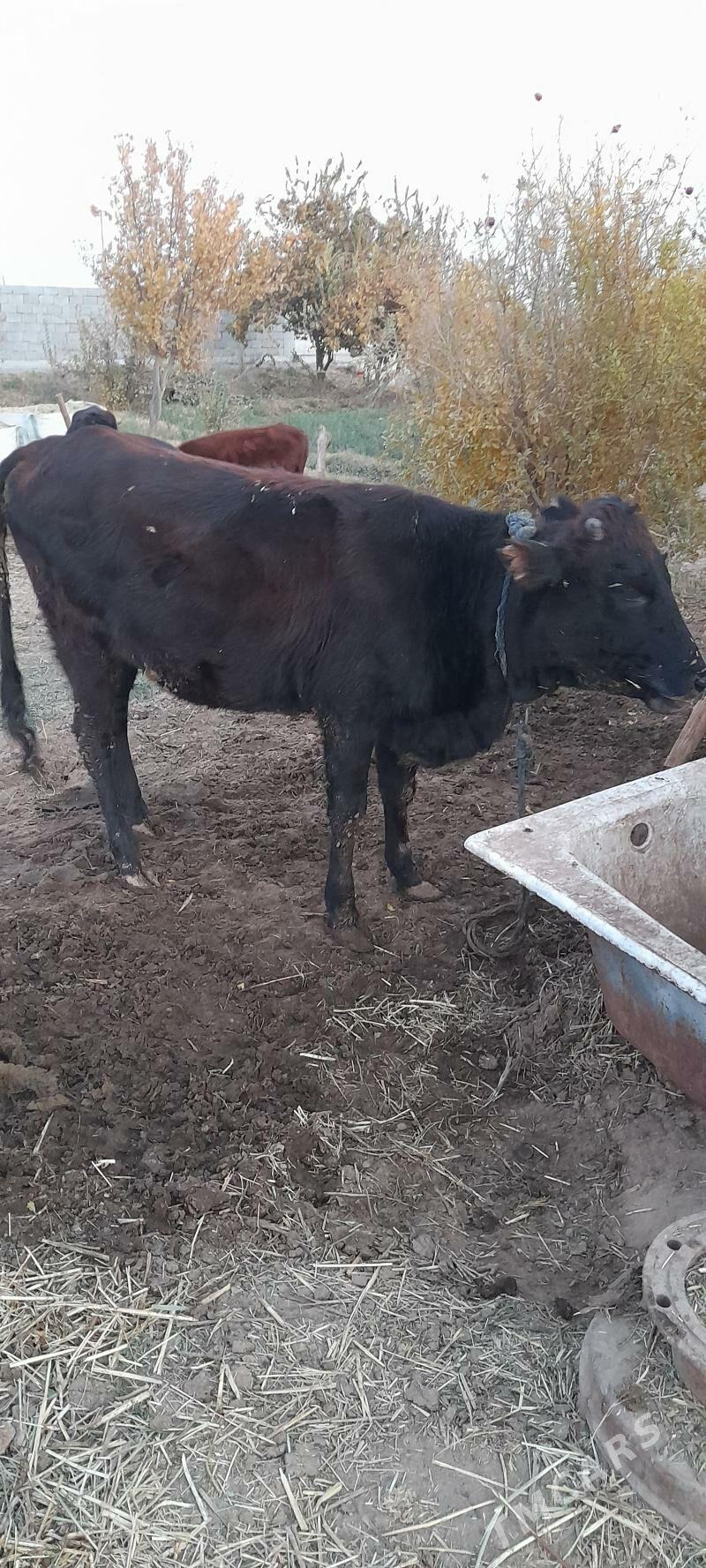 mal - Babadaýhan - img 4