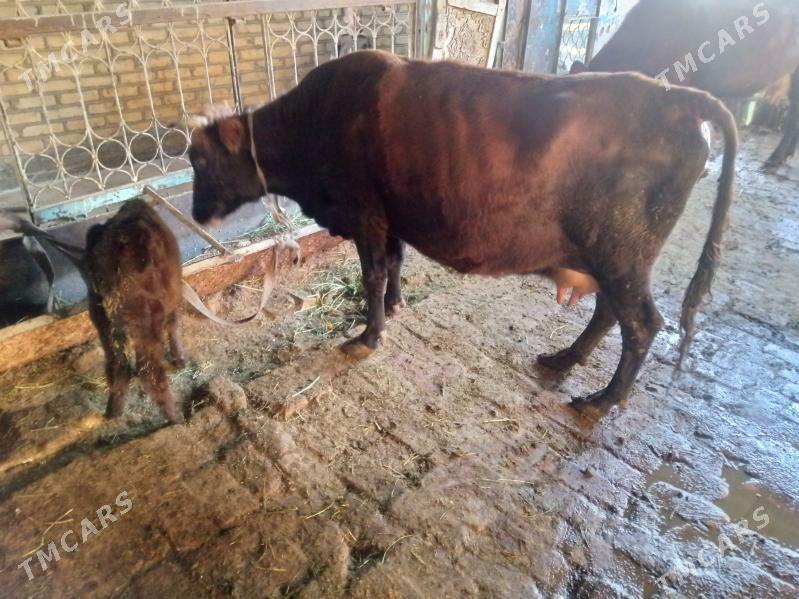 goleli sygyr - Мары - img 2