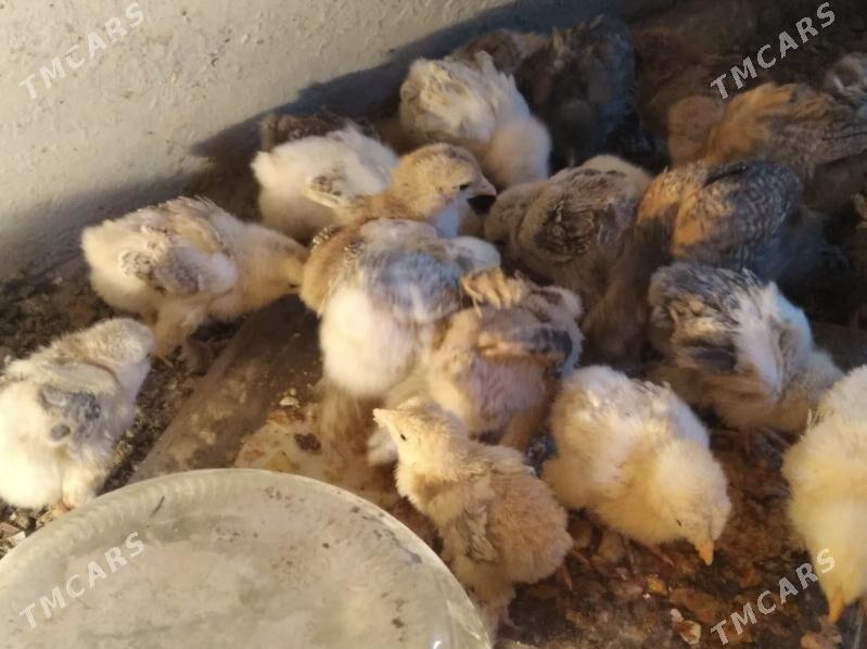 Jŭje - Гызыларбат - img 2