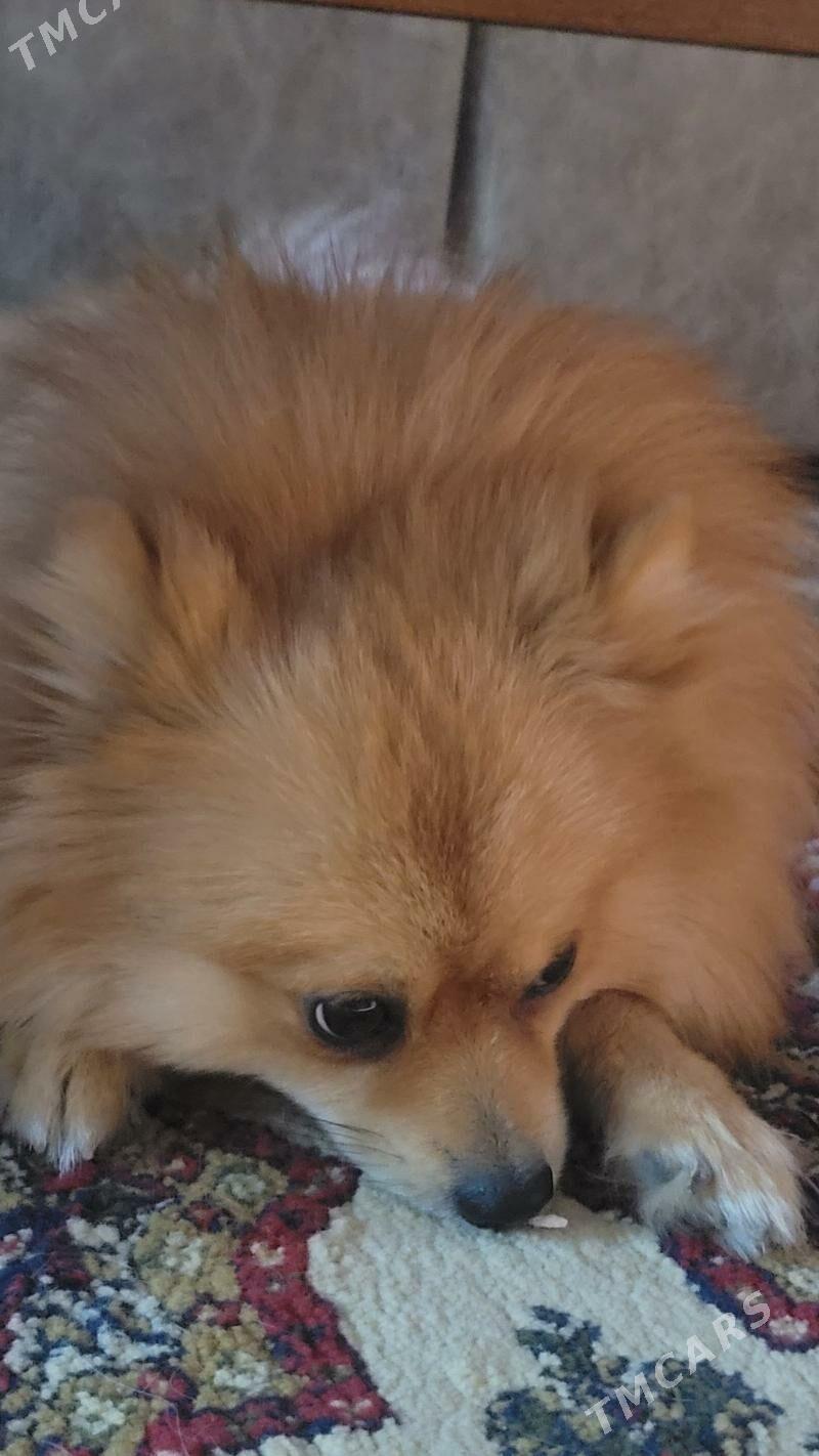 Шпиц - Ашхабад - img 2