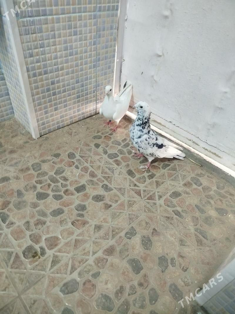 Kepderi - Гызыларбат - img 6