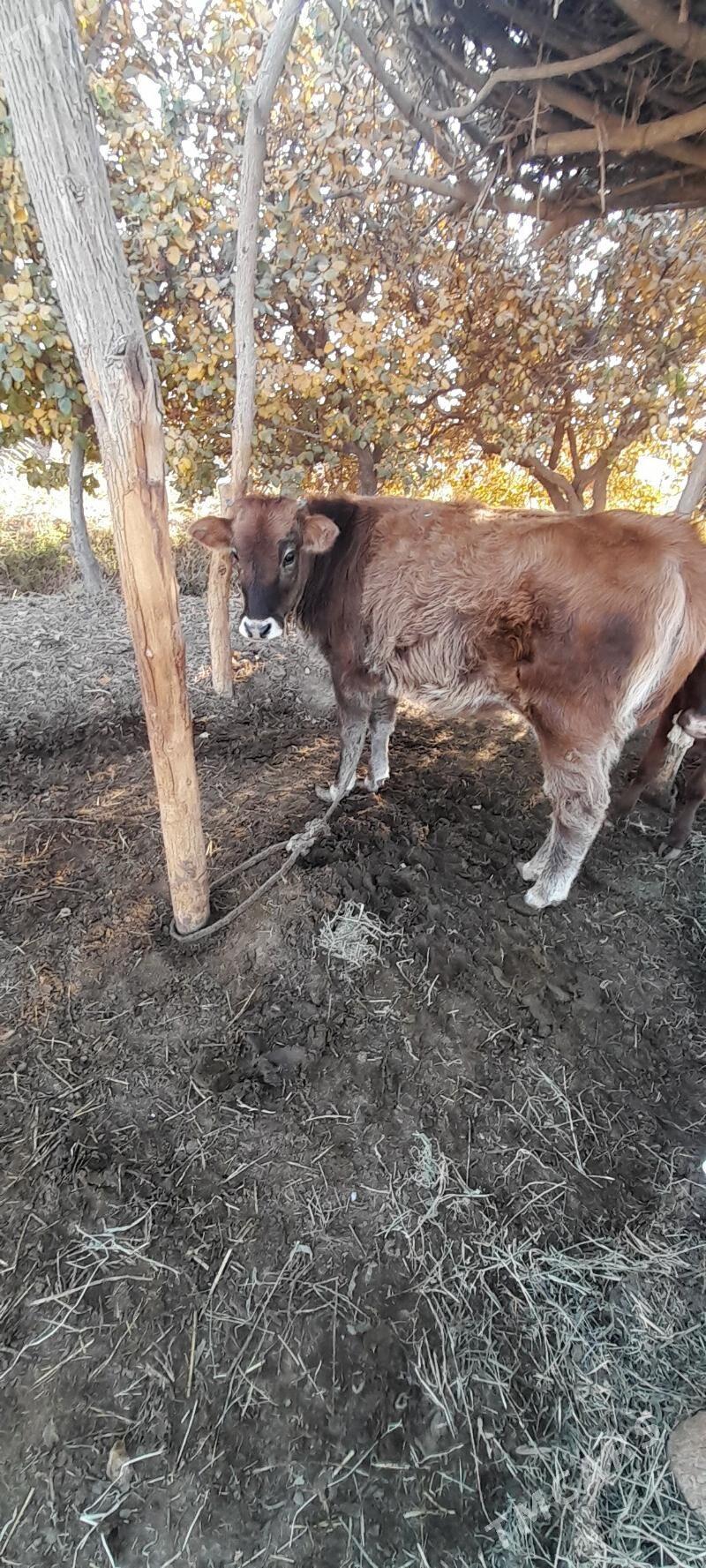 mal - Babadaýhan - img 5