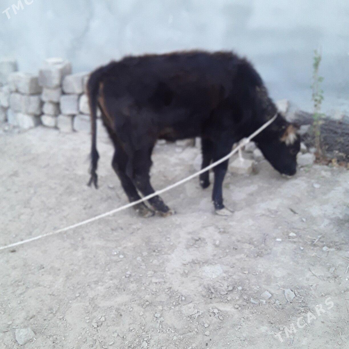 tuwe şwes - Бузмеин - img 3