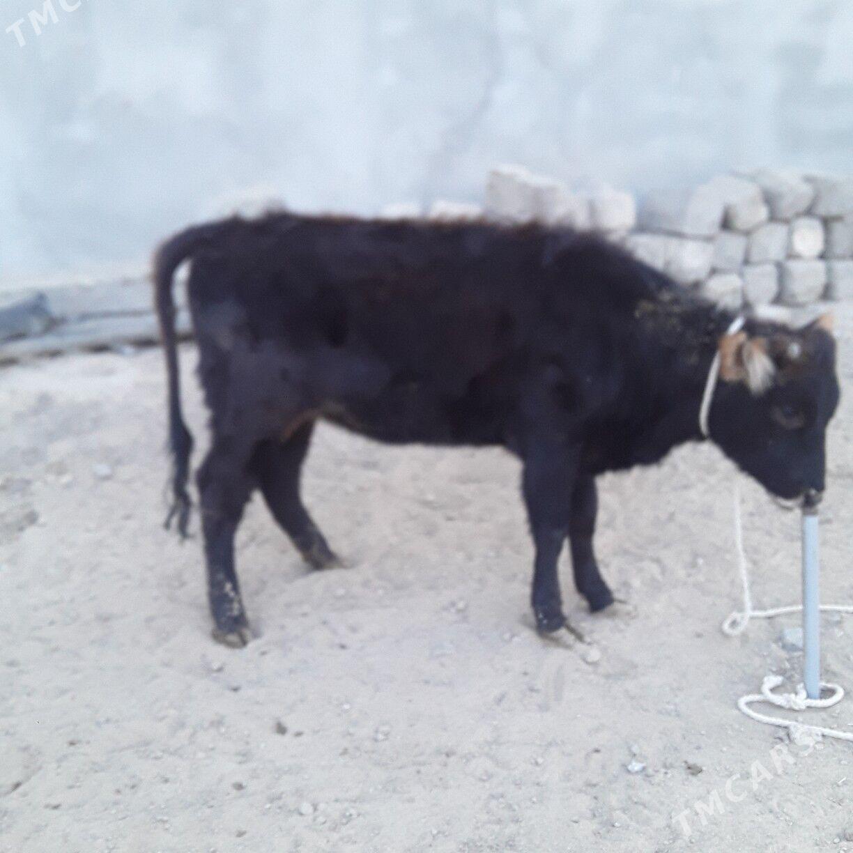 tuwe şwes - Бузмеин - img 4